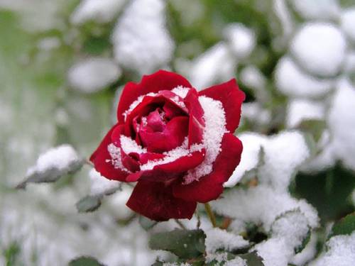 Красная роза на снегу.