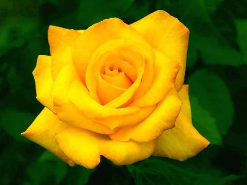 Желтая роза.