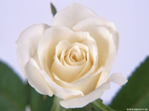 Белая роза.